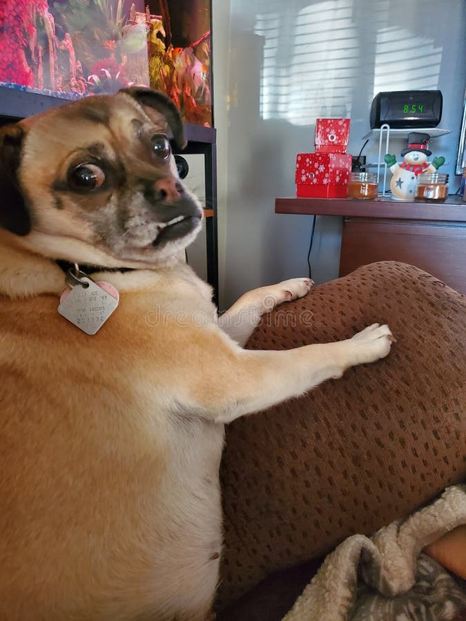 What are You Talking about? Stock Image Image of pets, animal 247314723