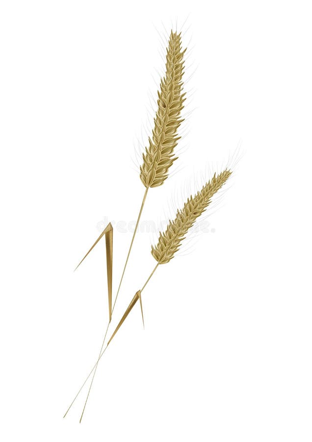 Wheat vector illustration