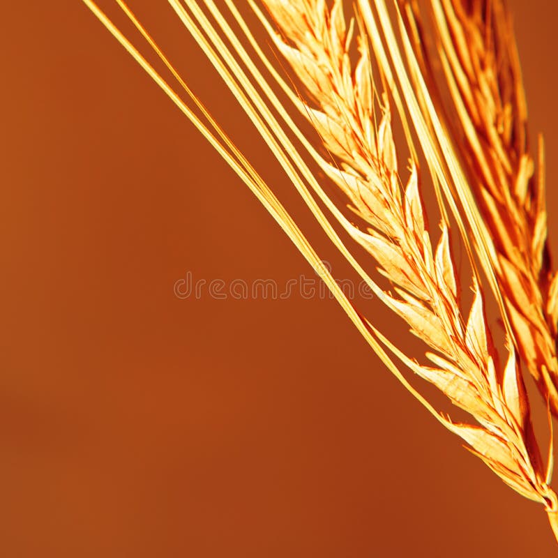 Wheat