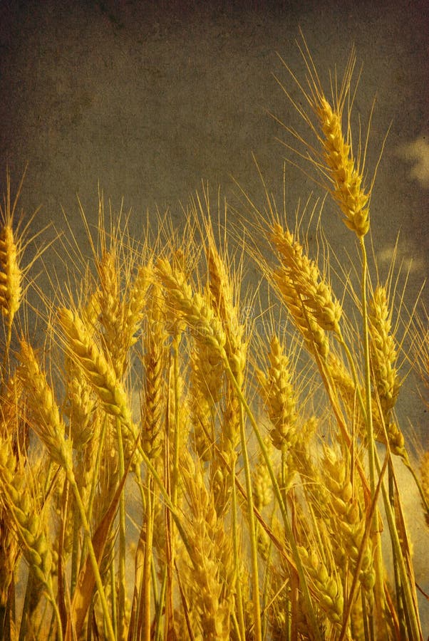 Wheat