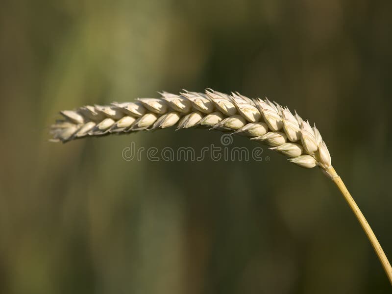 Wheat