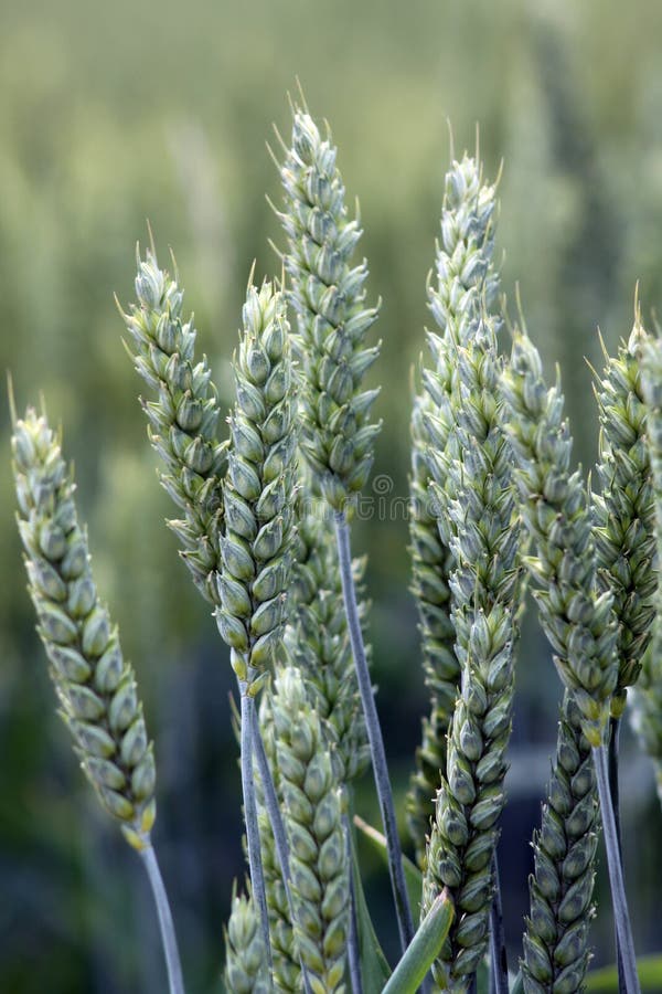 Wheat stock photo. Image of clear, hybrid, macro, farina - 20653030