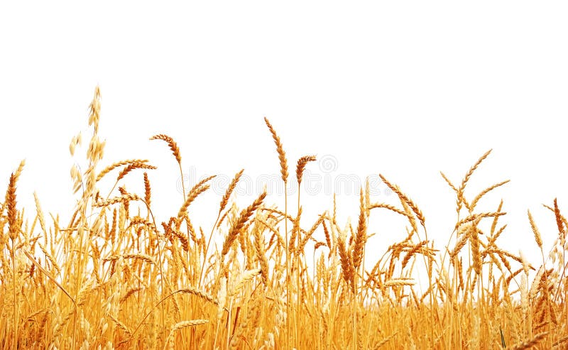 Wheat