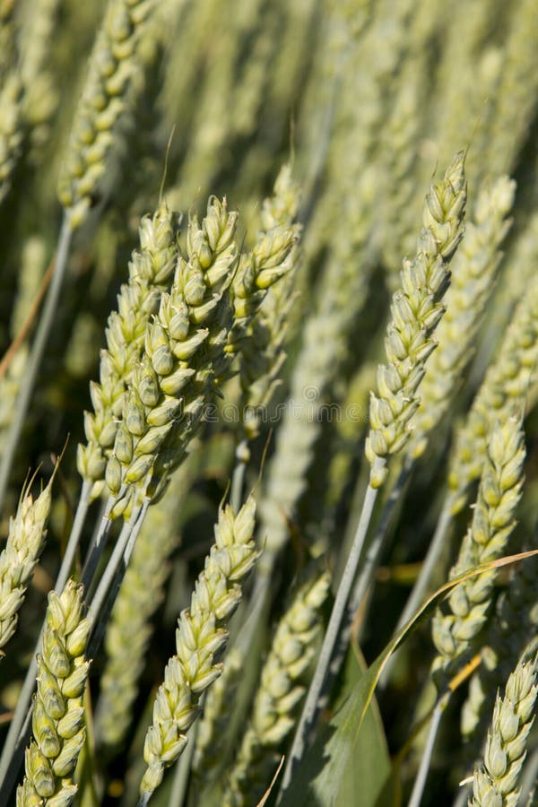 Barley Field Hordeum Sativum Stock Photos - Free & Royalty-Free Stock ...