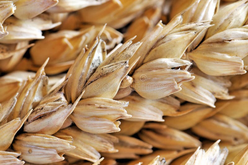 Wheat stock images