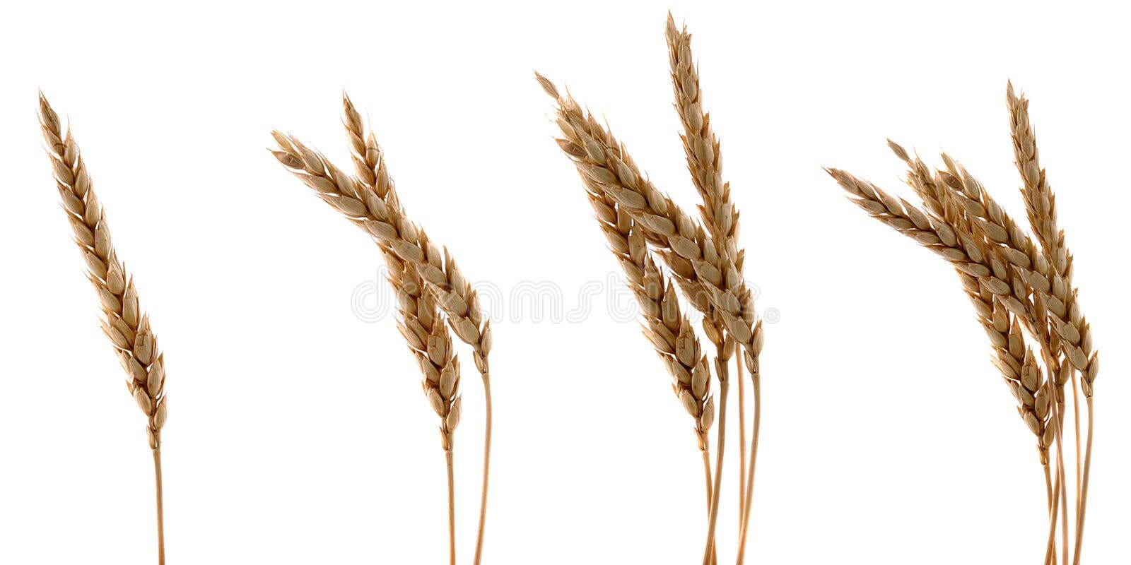 Sheaf of wheat stock image. Image of sheaf, corn, natural 27063143