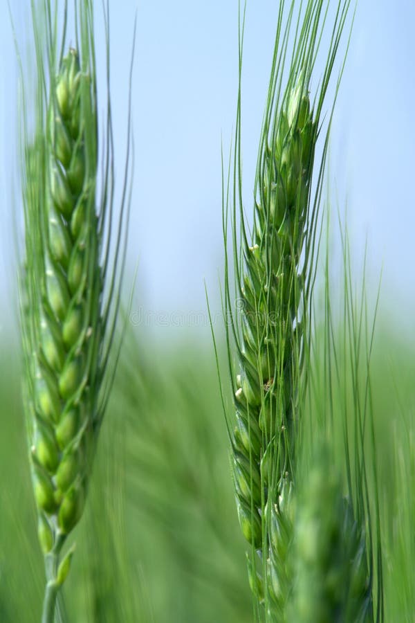 Wheat stock image. Image of growth, natural, growing, cereal - 5350257