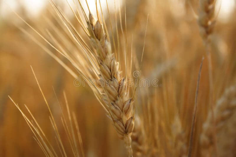 Wheat