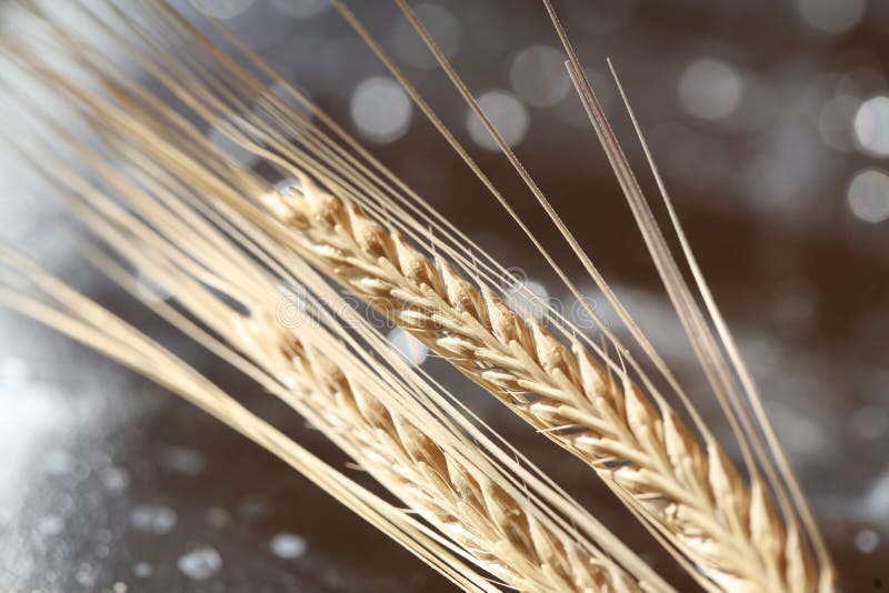 Wheat background