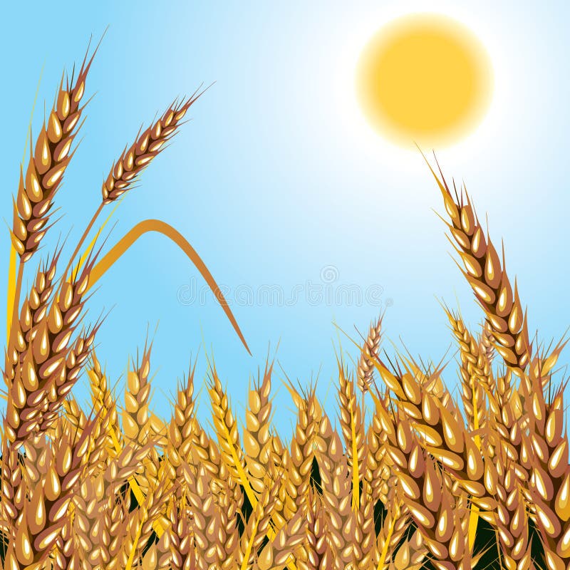 Wheat. Background