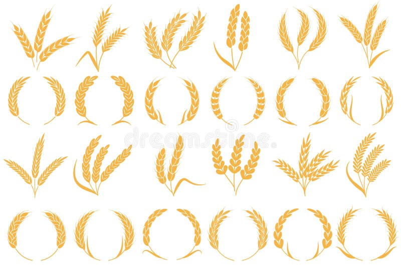 Wheat or barley ears. Golden grains harvest, stalk grain wheat, corn oats and rye. Barley organic flour agriculture