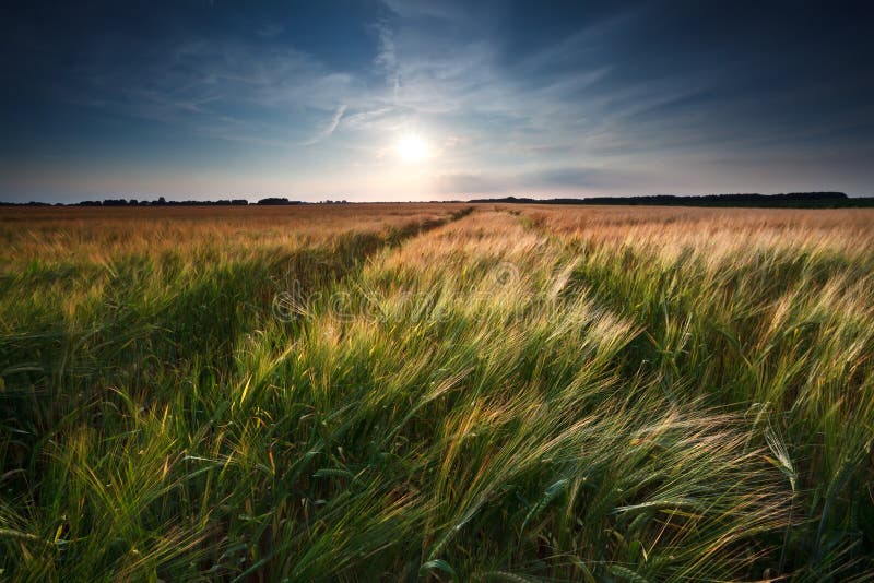 Wheat and barley field stock image