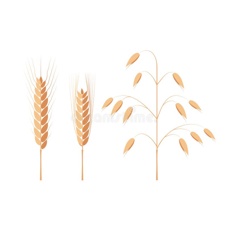 Wheat, barley and oat ears stock vector. Illustration of cereal - 86482532
