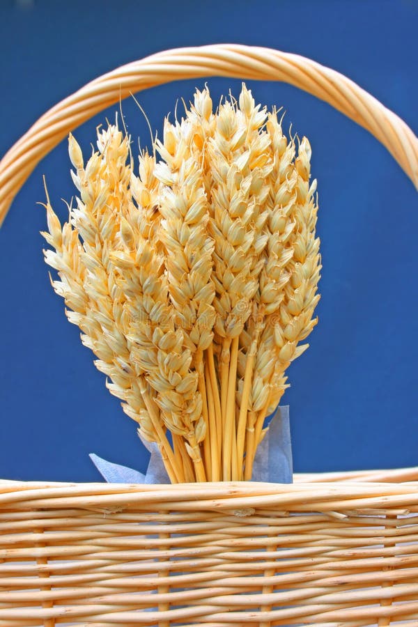 Wheat in basket stock photo. Image of agriculture, food 12970940