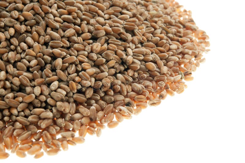 Wheat stock photo. Image of dried, harvesting, healthy 38894488