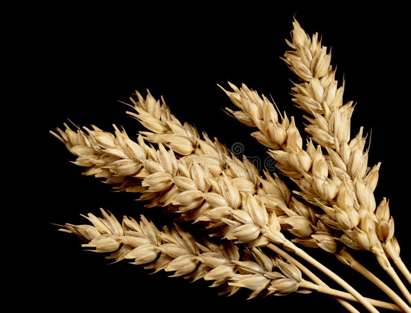 Wheat on Black