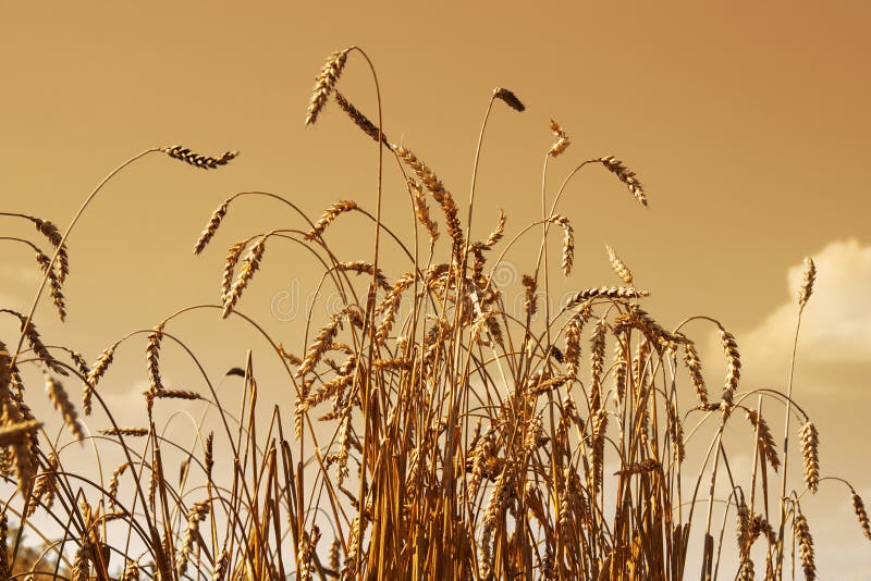 Wheat close up view with sky toned in sepia