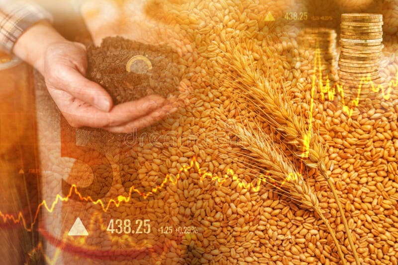Wheat Commodity Price Increase Stock Photo Image of cereal, agricultural 248056590