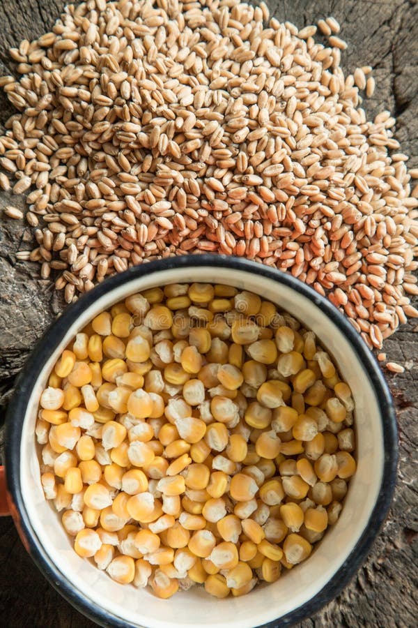 Wheat and corn grains stock photo. Image of nutrition 95722764