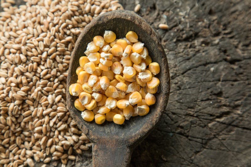 Wheat and corn grains stock image. Image of object, agriculture 95722965