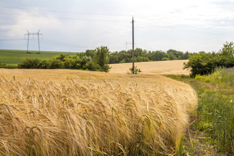 Wheat Corn Harvest in Ukraine Stock Photo Image of food, texture