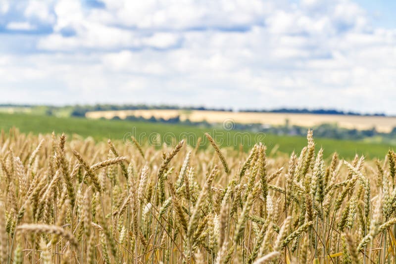 Wheat Corn Harvest in Ukraine Stock Image Image of mature, chain