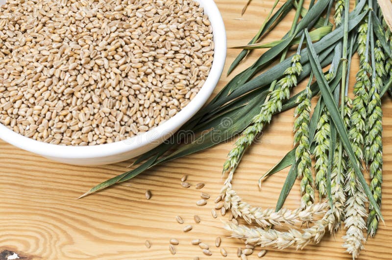 Wheat corns in a bowl stock image. Image of crop, background 33730469