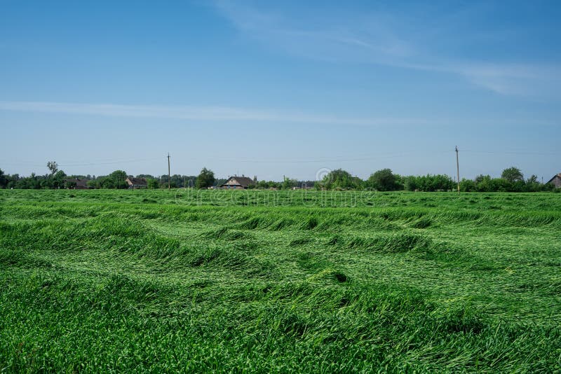 Wheat crop Damage after heavy Storm royalty free stock images