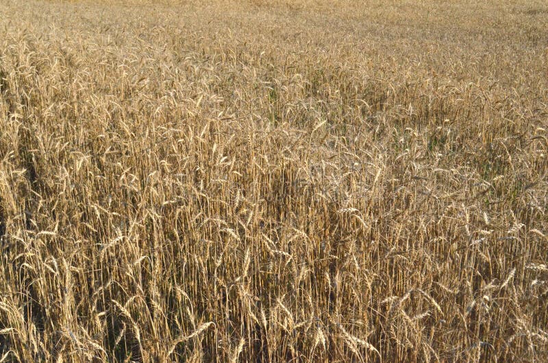Wheat Crop Harvest Full Frame Horizontal; Cereal Grain; Field of Wheat