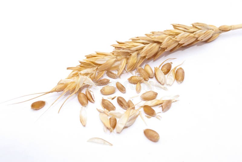 Wheat ear