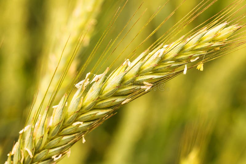 Pollination of Wheat with Bees. a Bee Sucks Nectar on a Spikelet of