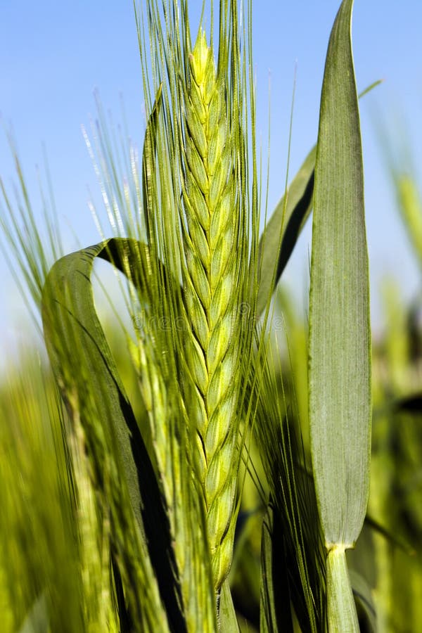 Wheat ear