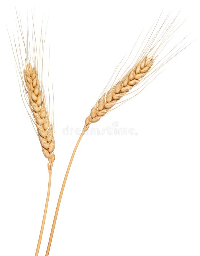 Wheat ear isolated
