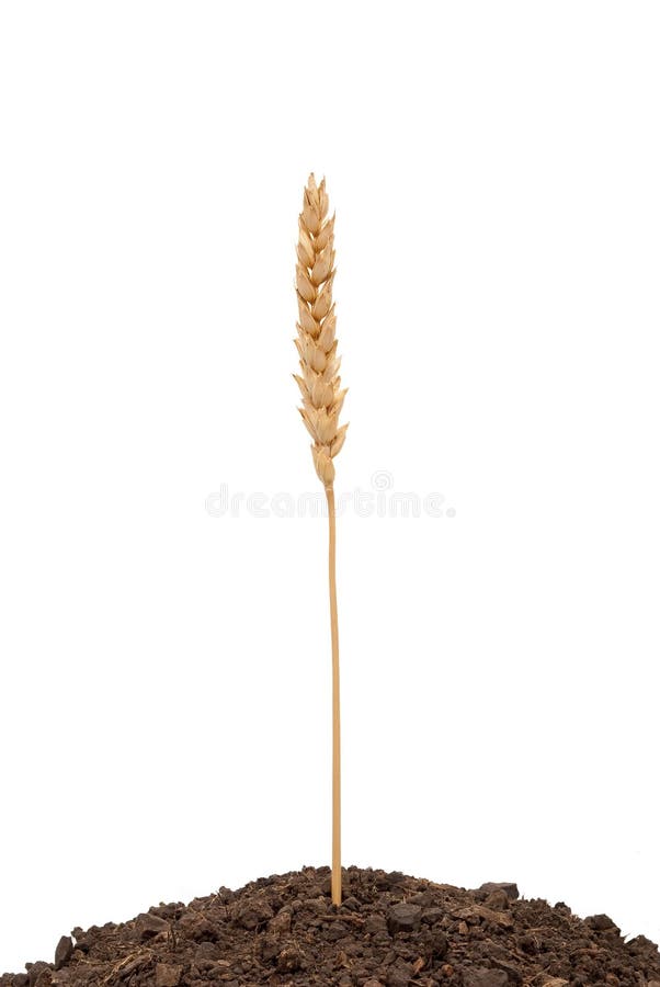 Wheat ear in soil