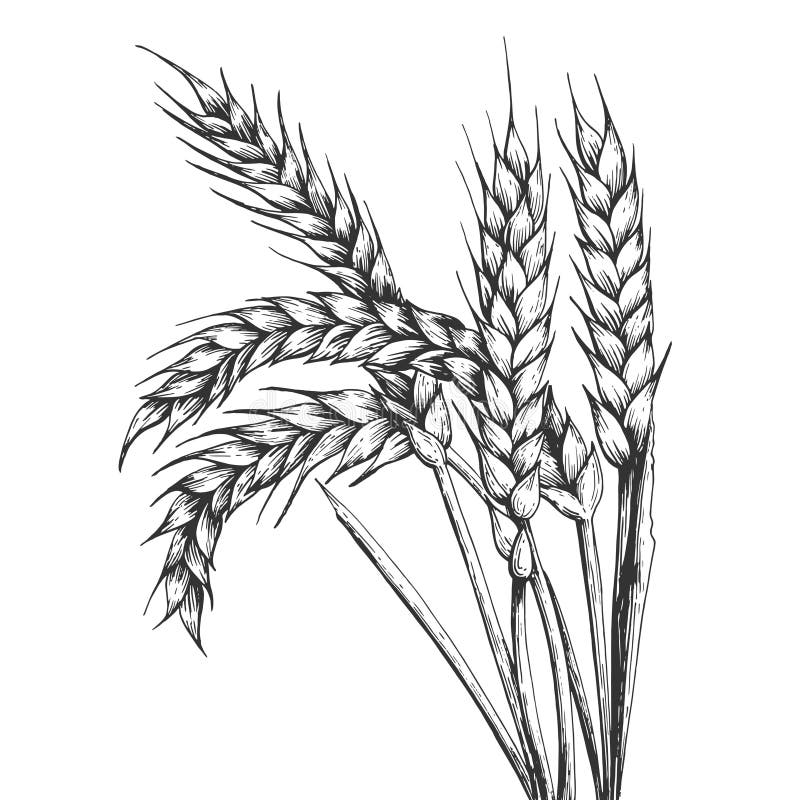 Wheat ear spikelet engraving vector illustration. Scratch board style imitation. Black and white hand drawn image.