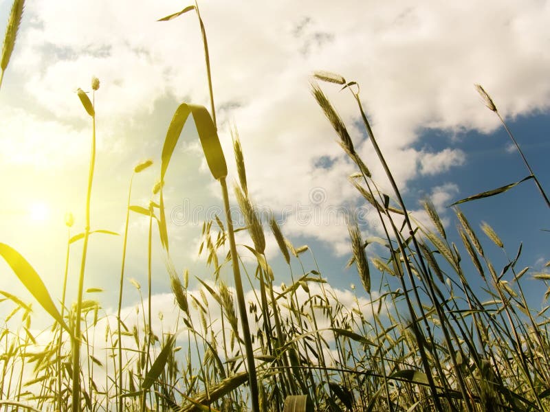 Wheat ears