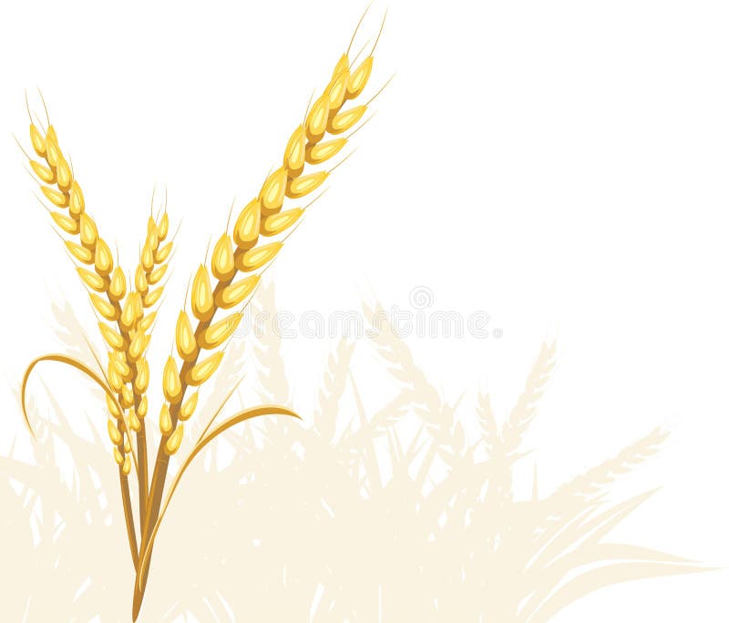 Wheat ears stock illustration