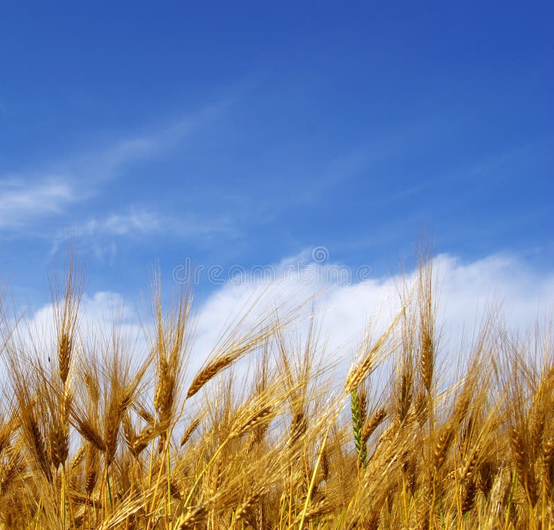 Wheat ears