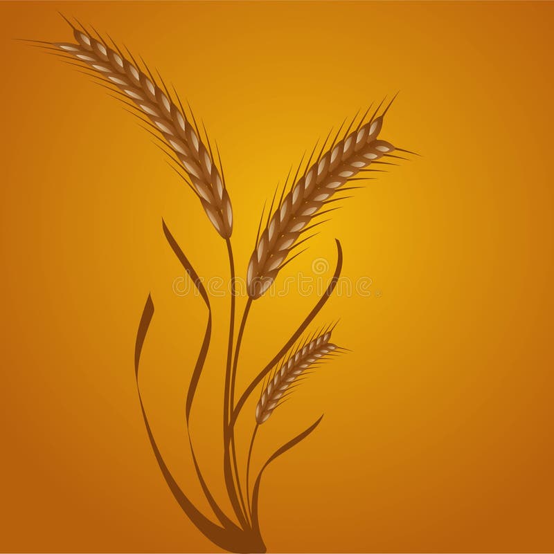 Wheat ears vector illustration