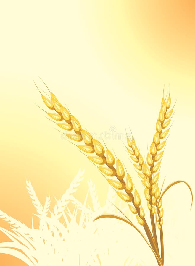 Wheat ears on the abstract background vector illustration