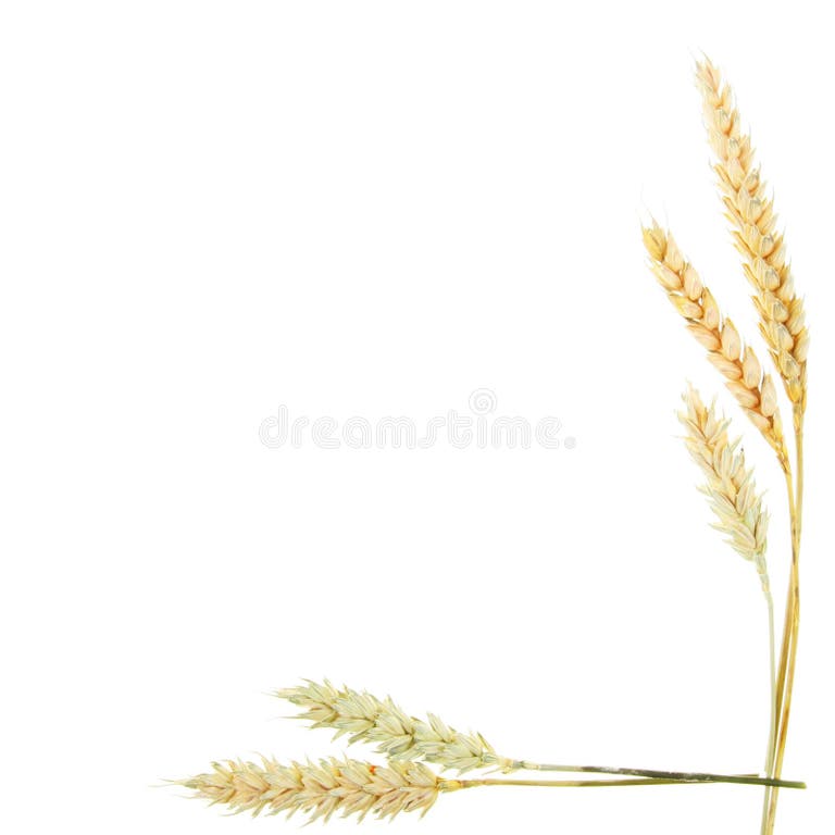 3,805 Wheat Harvest Border Stock Photos Free & RoyaltyFree Stock