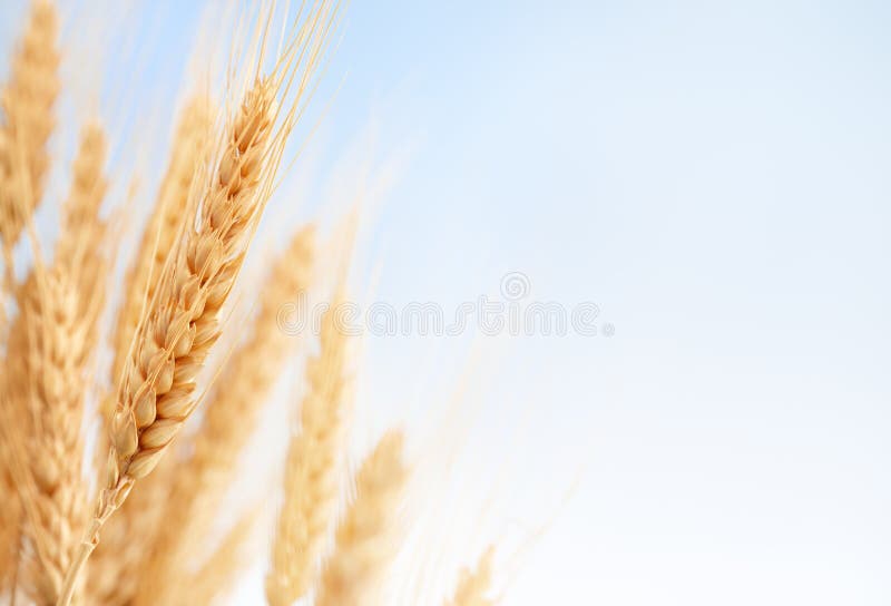 Macro colpo di spighe di grano presso l'azienda agricola, la profondità di campo.