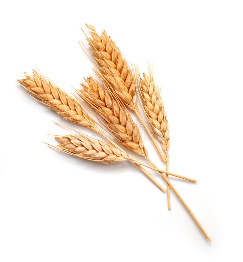 Spighe di grano isolato su sfondo bianco.