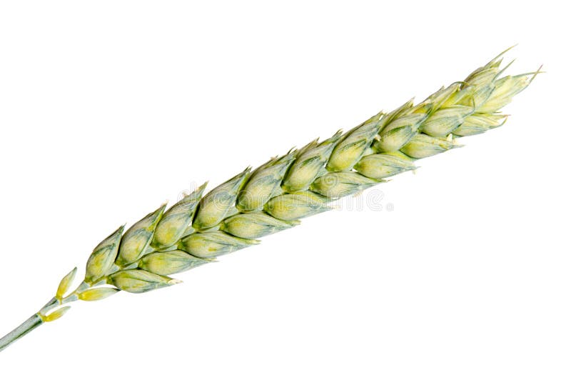 Wheat ears isolated on white background as package design royalty free stock image Wheat ears isolated on white background as package design royalty free stock image