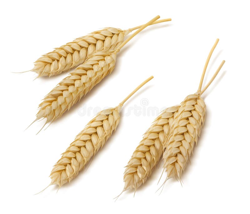 Wheat ears set 3 isolated on white background