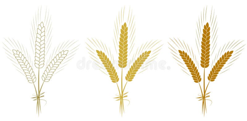 Шаблон колоска пшеницы на белом фоне