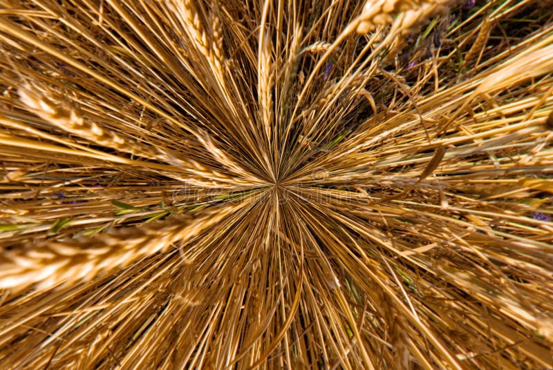 Wheat ears shot from above macro shot royalty free stock images Wheat ears shot from above macro shot royalty free stock images