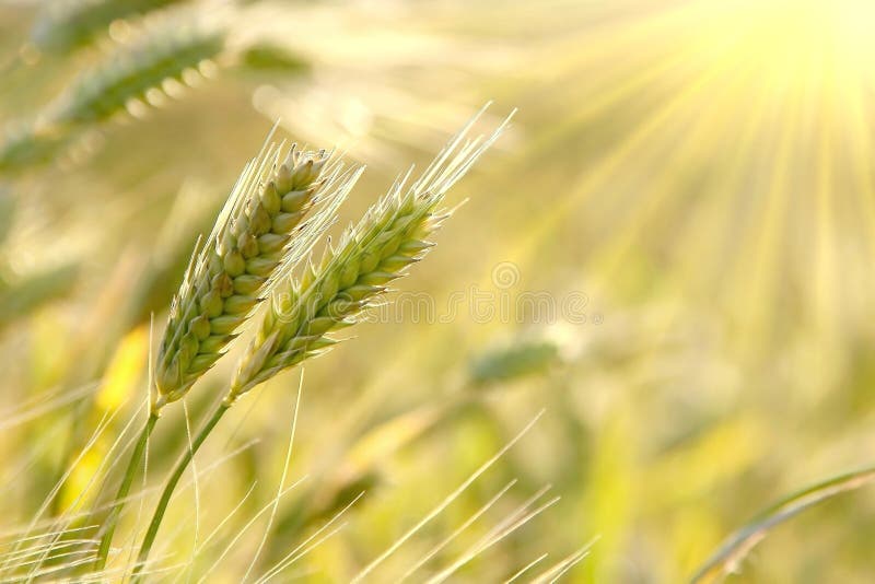 An ear of wheat in the field in the magical light of the rising sun. Shot in spring. An ear of wheat in the field in the magical light of the rising sun. Shot in spring.