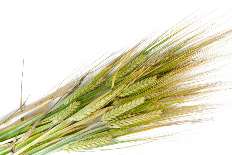 Wheat ears on white background