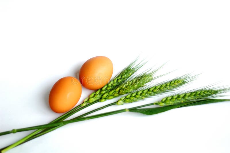 Wheat and eggs